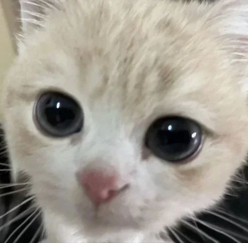 Sticker oqlbQmZHuw_by_stickers_stealer_bot - 1