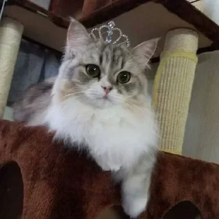 Стикер Больше стикеров 👉🏻 @stickertg4 - 5