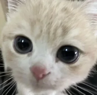 Стикер Больше стикеров 👉🏻 @stickertg4 - 8