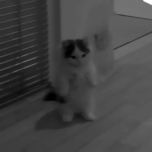 mammal animal domestic cat