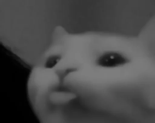 cat black and white animal