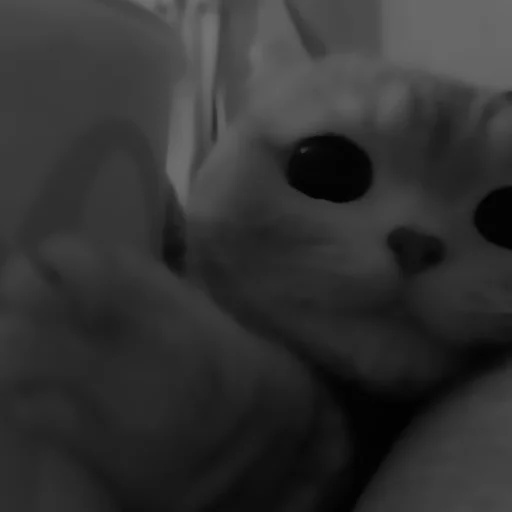 animal mammal indoor