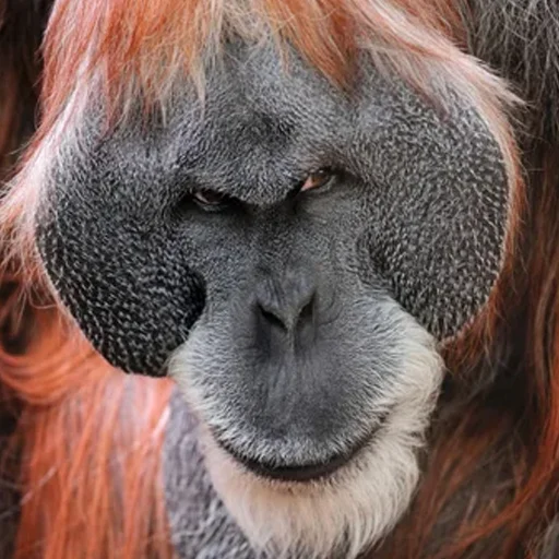 млекопитающее животное мех