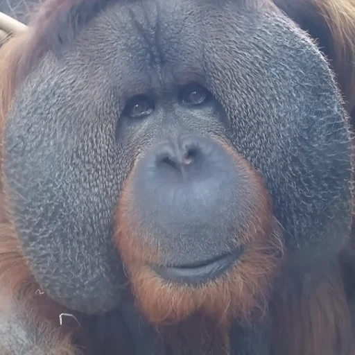 млекопитающее животное примат