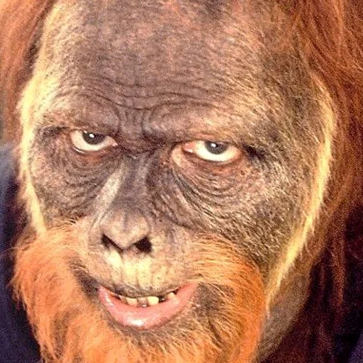 животное млекопитающее примат