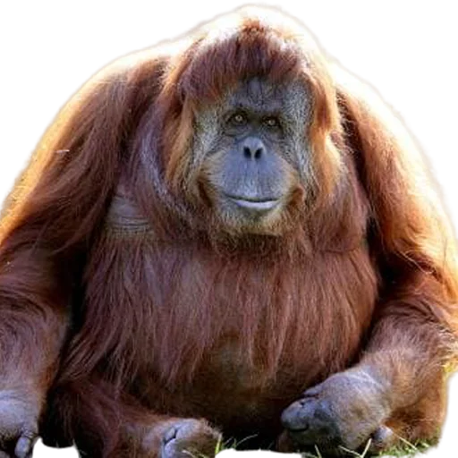 млекопитающее животное примат