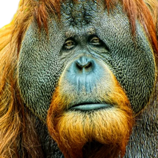 животное млекопитающее примат