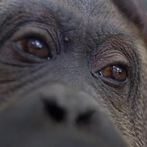 животное млекопитающее рыло