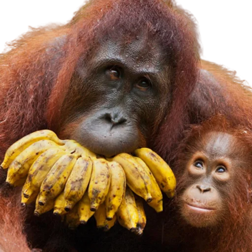 млекопитающее животное примат