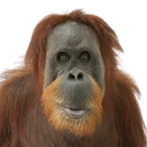 животное млекопитающее примат