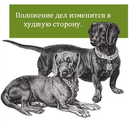 СМС порода собак собака