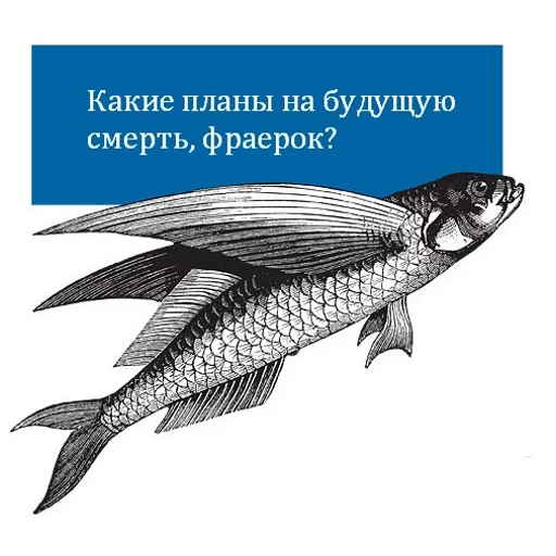 СМС рыба животное