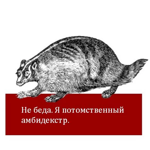 СМС млекопитающее животное