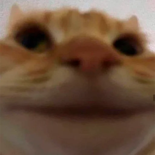 оркед коханець циць @wh4l34k4dy - 