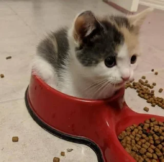 Стикер orlks pack #2 - 4