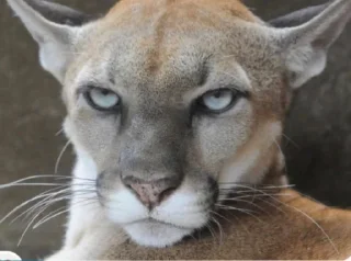 Sticker nend sudes - 5