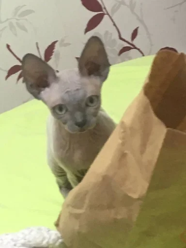 мишель богиня :: @fStikBot - 