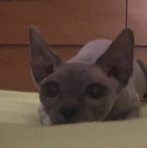 Стикер мишель богиня :: @fStikBot - 9