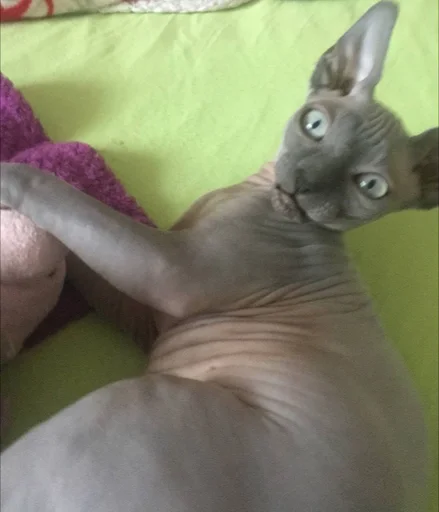 Стикер мишель богиня :: @fStikBot - 2