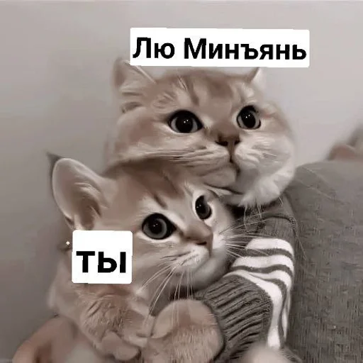 cat domestic cat mammal