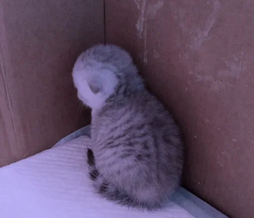 yasno :: @fStikBot - животное