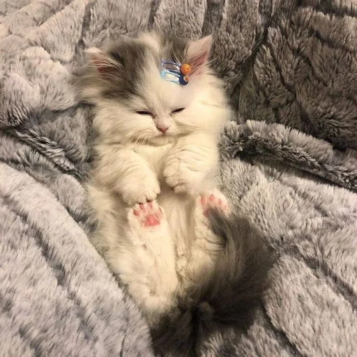 животное млекопитающее кошка