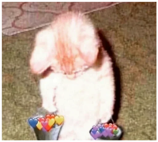 животное млекопитающее мех