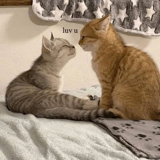 животное кошки малого и среднего размера млекопитающее