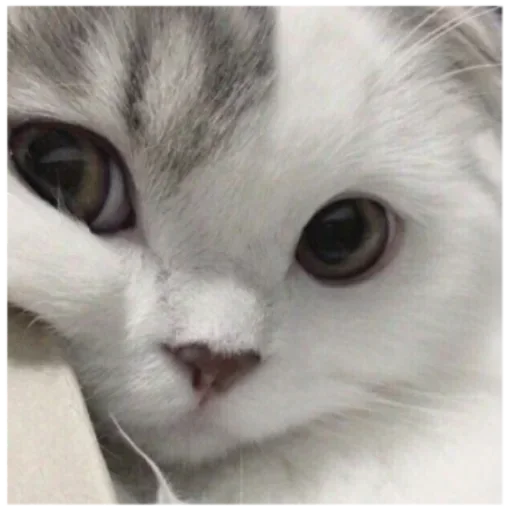 млекопитающее животное кошка