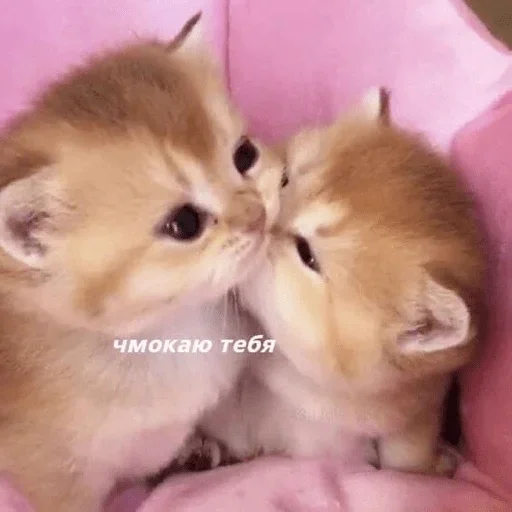 млекопитающее животное домашнее животное