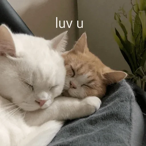 млекопитающее животное кошка