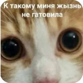 Стикер осуждаю - 6