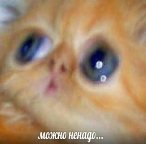 животное млекопитающее кошка