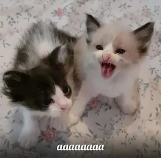 Sticker Больше стиков тут: @stikery4 - 9