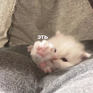 Sticker Больше стиков тут: @stikery4 - 7