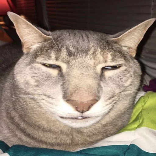 животное млекопитающее кошка