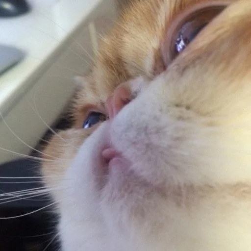 mammal animal domestic cat