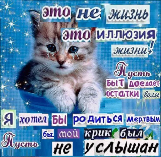 text cat small to medium-sized cats