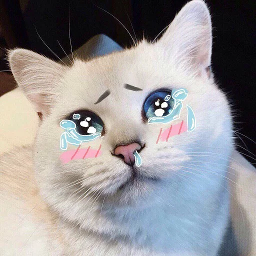 животное кошка млекопитающее