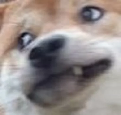 млекопитающее животное собака