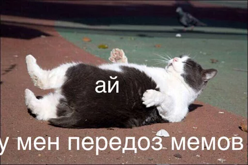 animal mammal small to medium-sized cats