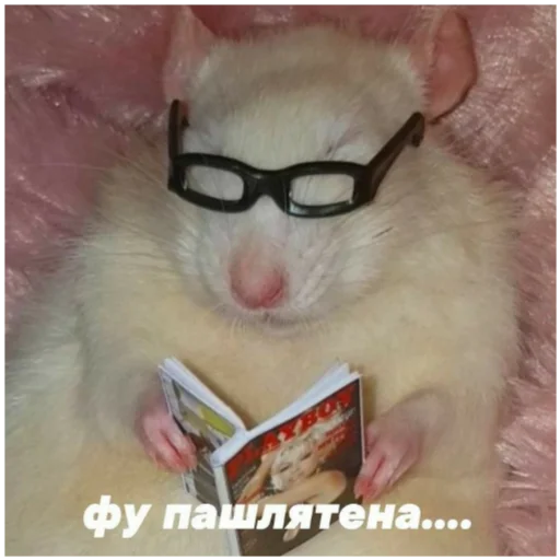 млекопитающее животное очки