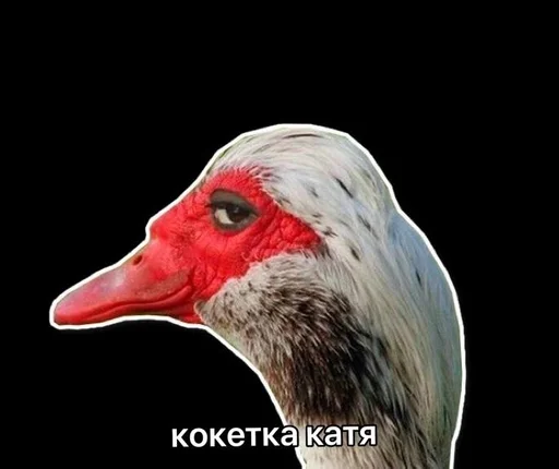 animal aquatic bird bird