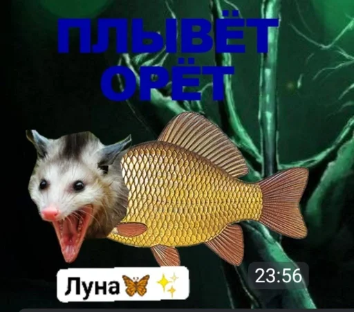 животное рыба