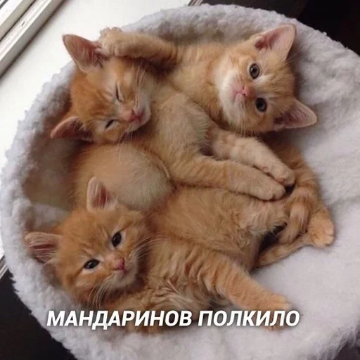 животное млекопитающее кошка