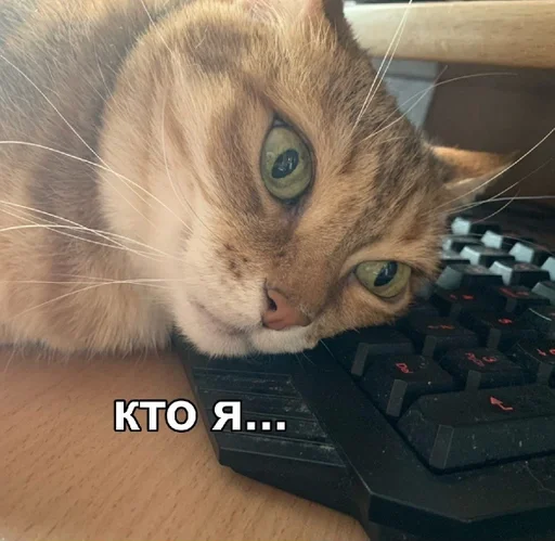 кошка животное кошки малого и среднего размера