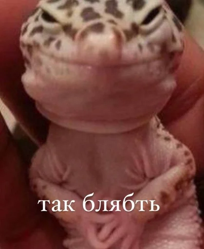 mammal animal reptile