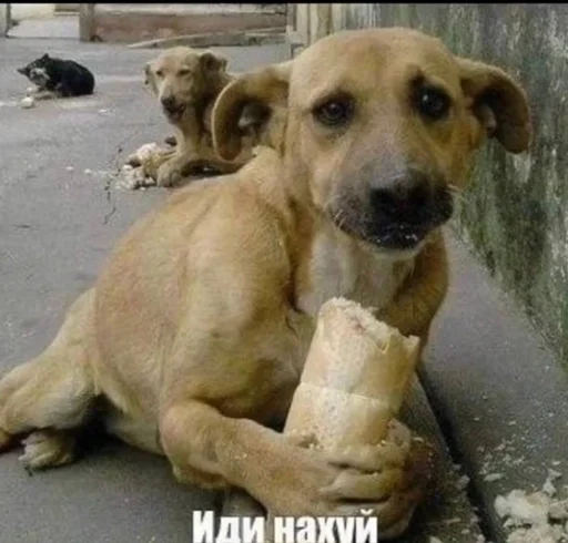 Стикер отсосу за бигмак :: @fStikBot - 9