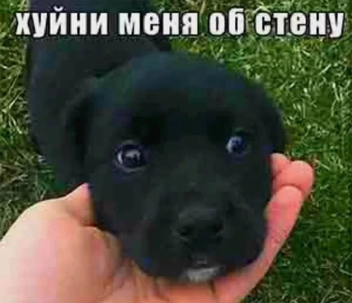 Стикер отсосу за бигмак :: @fStikBot - 2