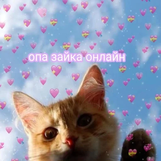 cat small to medium-sized cats domestic cat